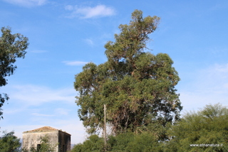 Eucalipto di Cottone